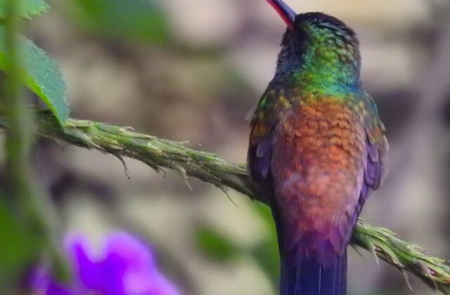 Blue-vented Hummingbird