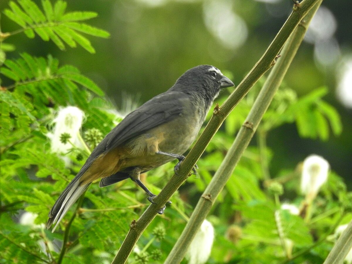 Cinnamon-bellied Saltator