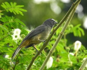 Cinnamon-bellied Saltator