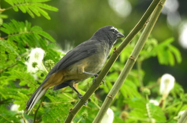 Cinnamon-bellied Saltator