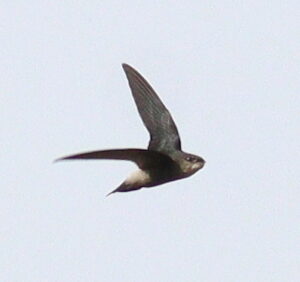 Costa Rican Swift