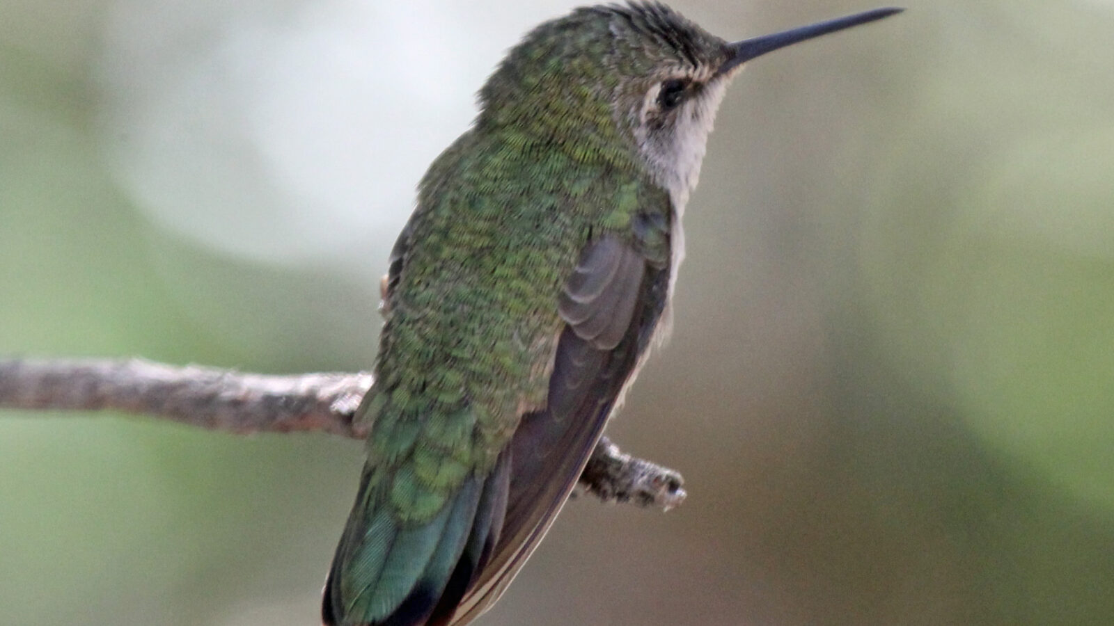 Costa’s Hummingbird