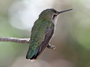 Costa’s Hummingbird