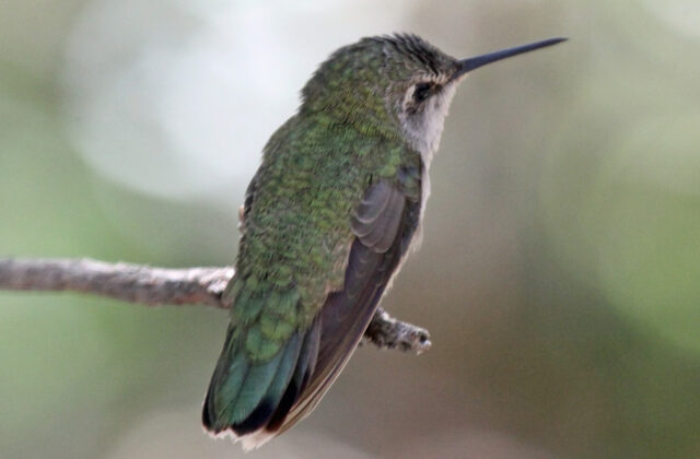 Costa’s Hummingbird