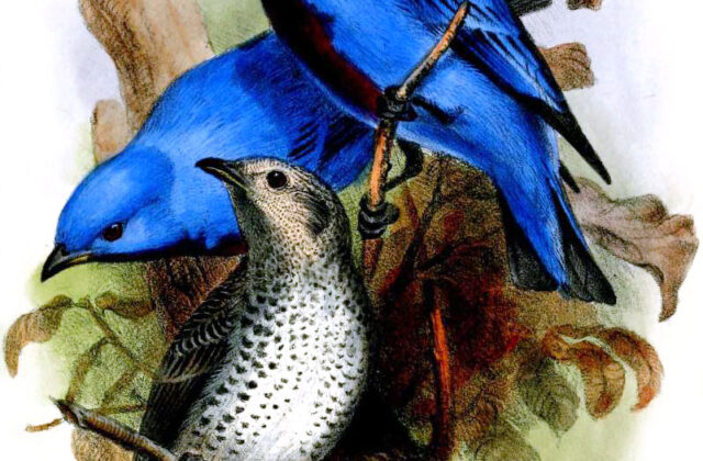 Lovely Cotinga