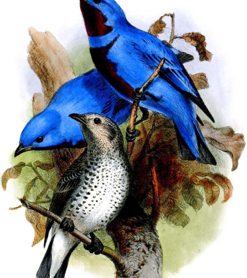 Lovely Cotinga