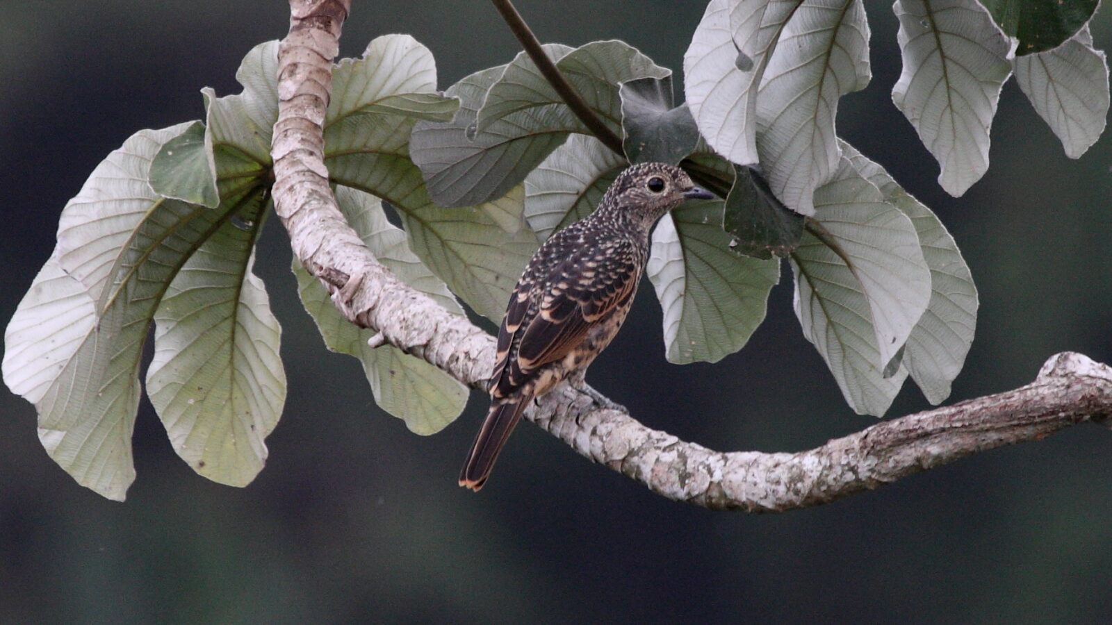 Blue Cotinga