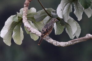 Blue Cotinga