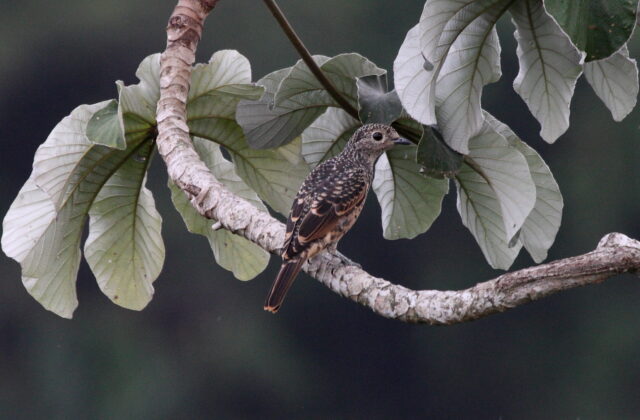 Blue Cotinga