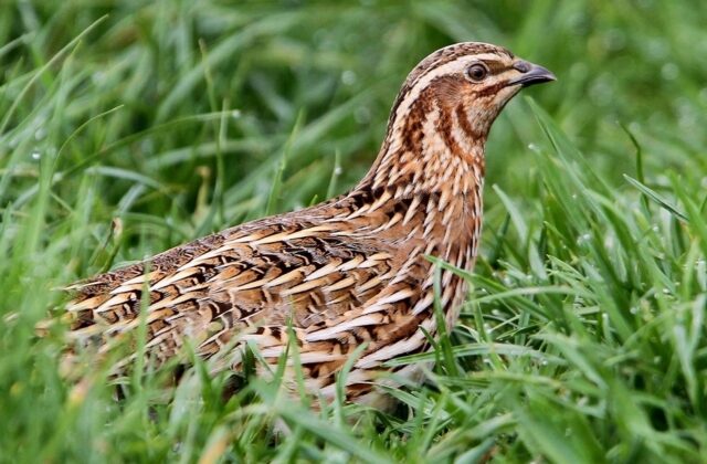 Common Quail