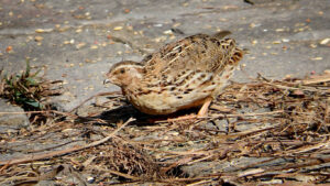 Japanese Quail