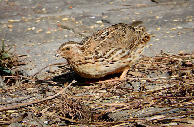 Japanese Quail