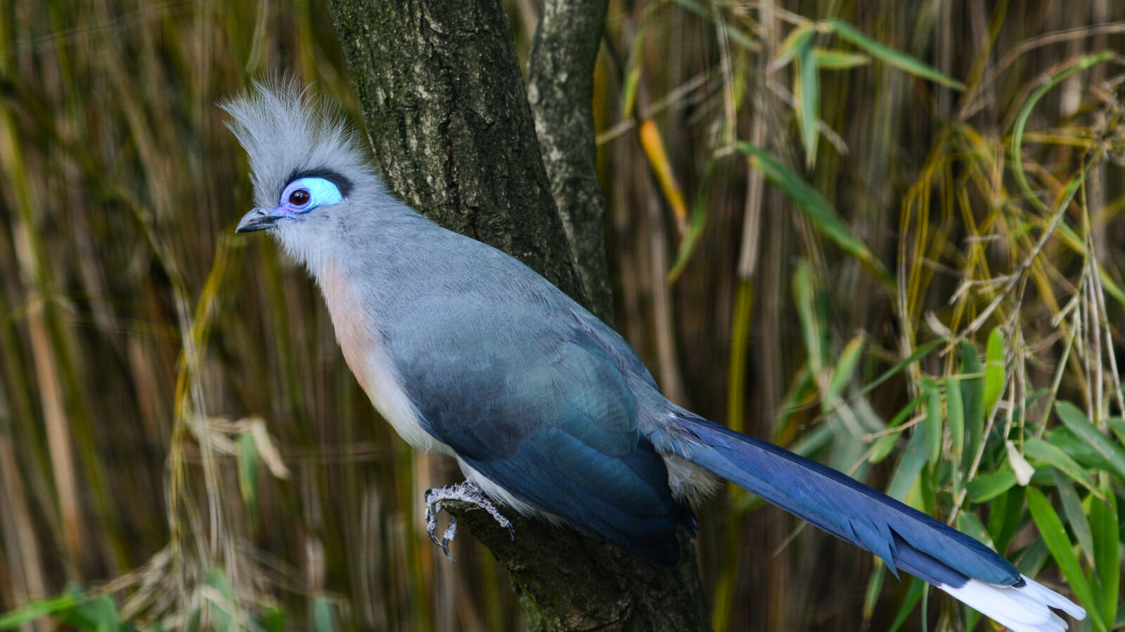 Crested Coua