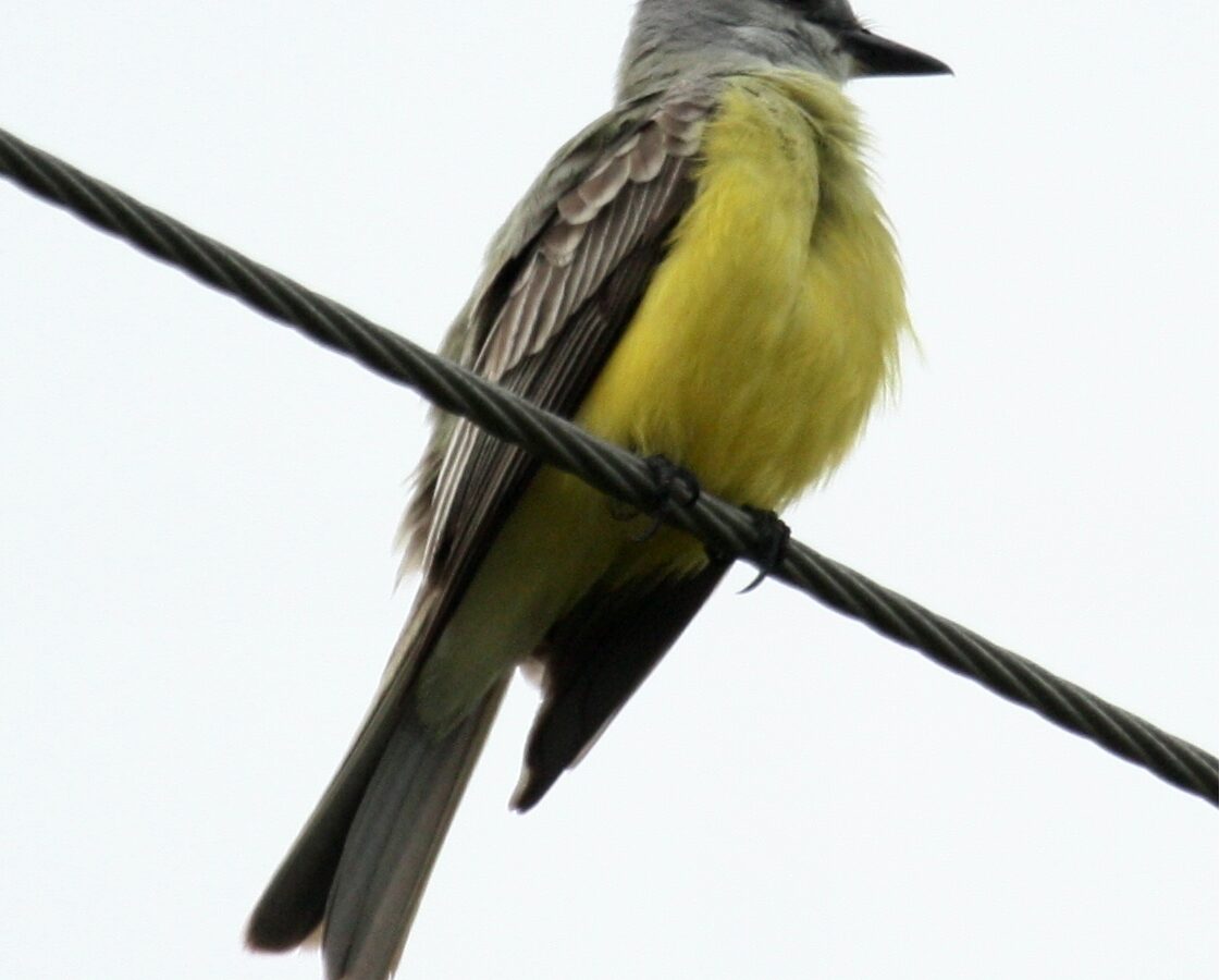 Couch’s Kingbird