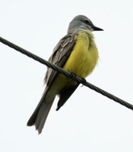 Couch’s Kingbird