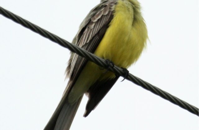 Couch’s Kingbird