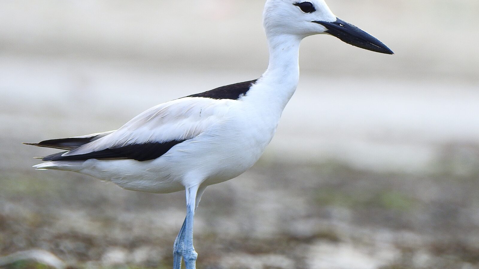 Crab-plover