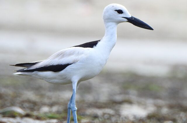 Crab-plover