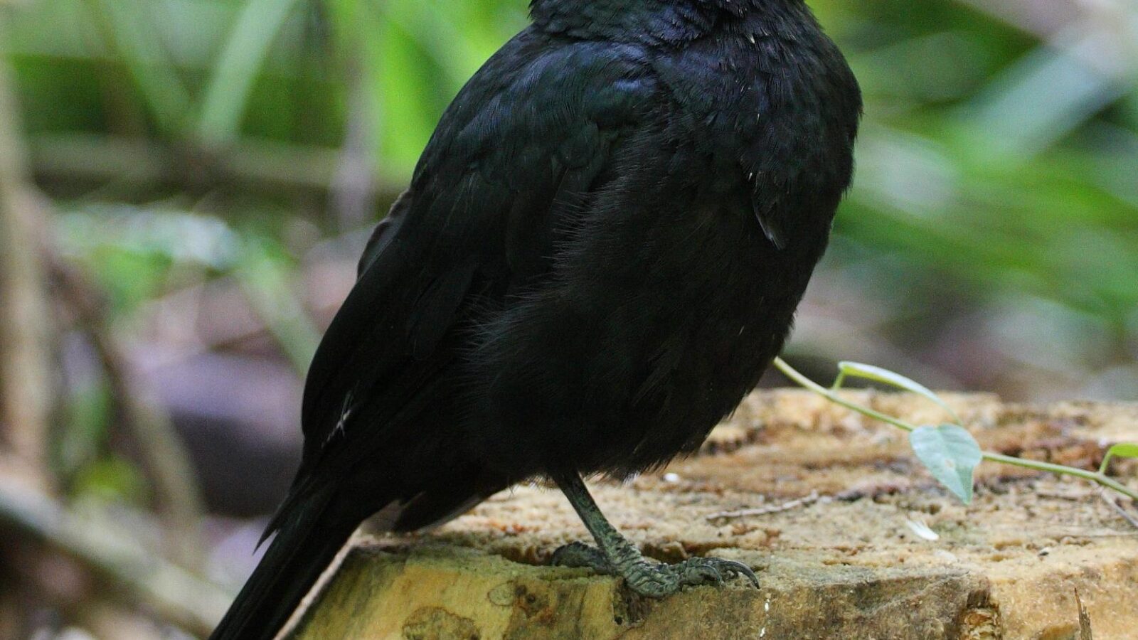 Black Butcherbird