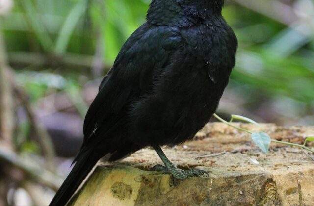 Black Butcherbird