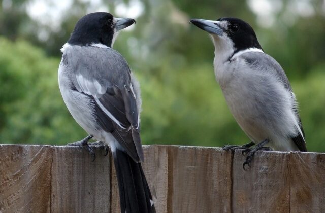Grey Butcherbird
