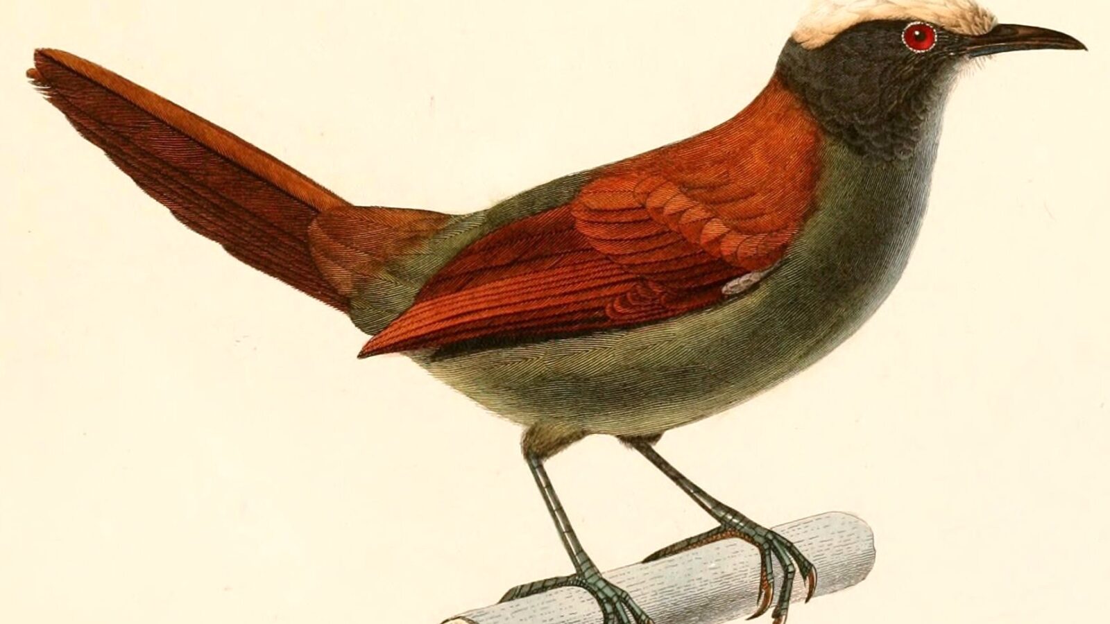 Light-crowned Spinetail