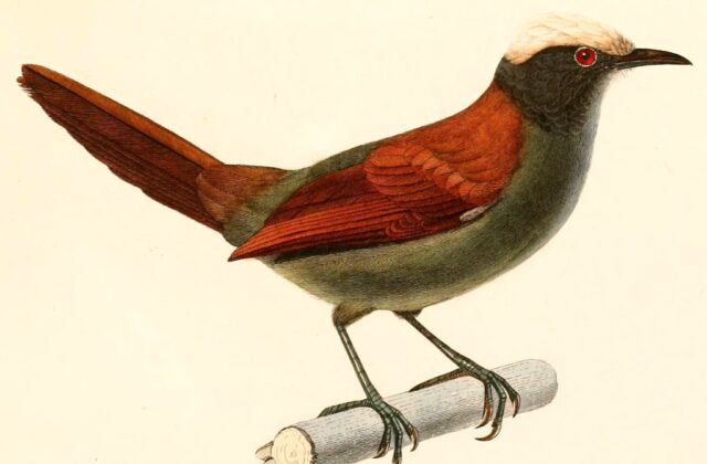 Light-crowned Spinetail