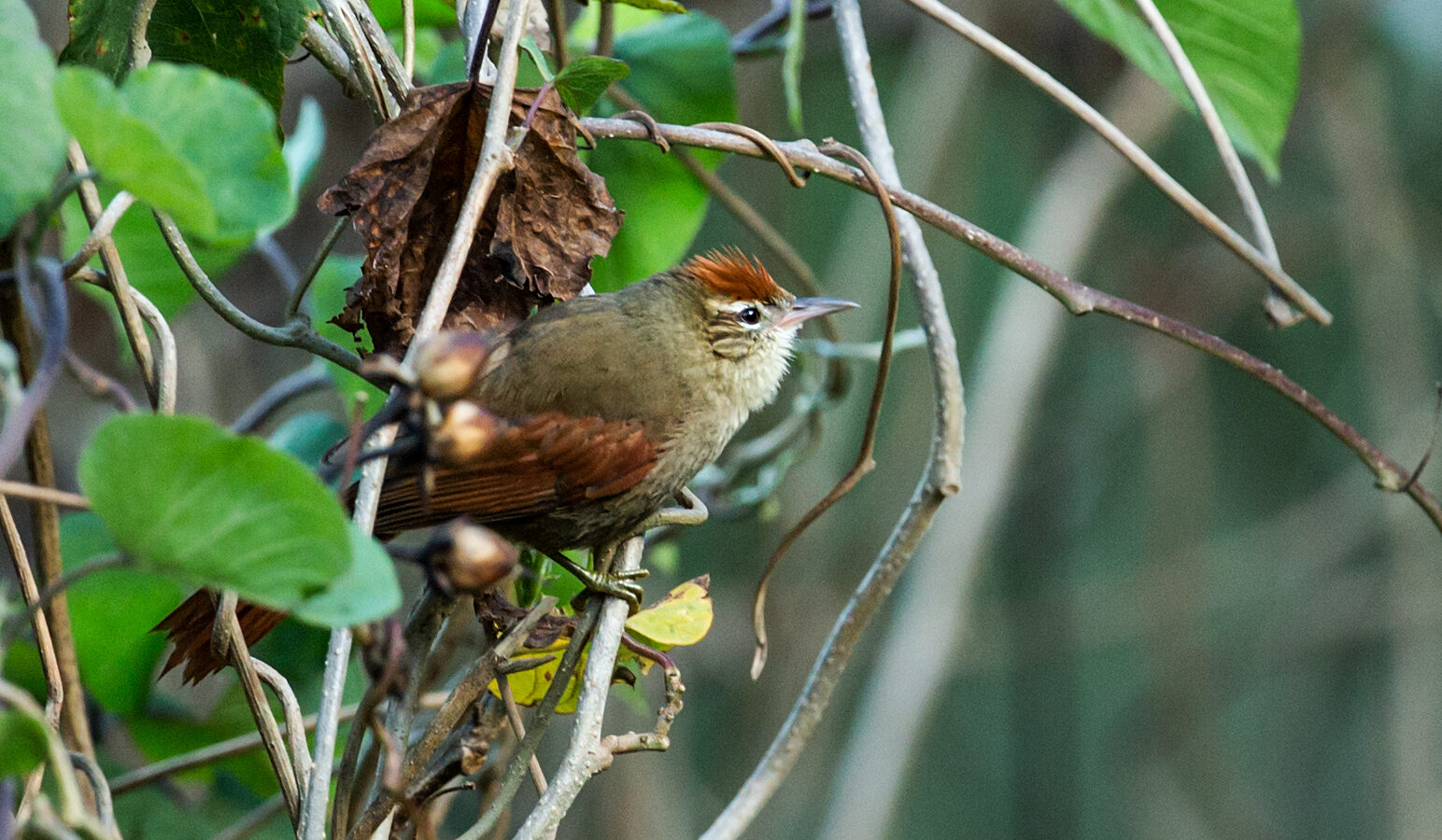 Line-cheeked Spinetail
