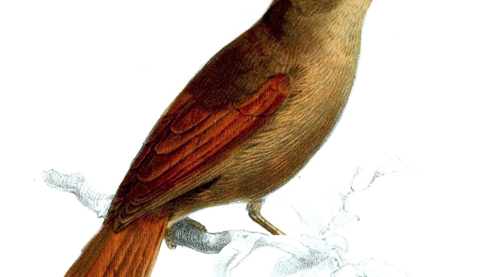 Ash-browed Spinetail