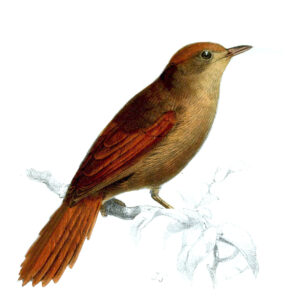 Ash-browed Spinetail