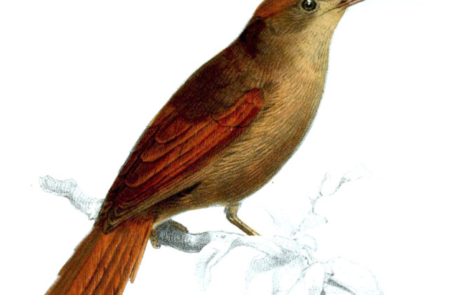 Ash-browed Spinetail
