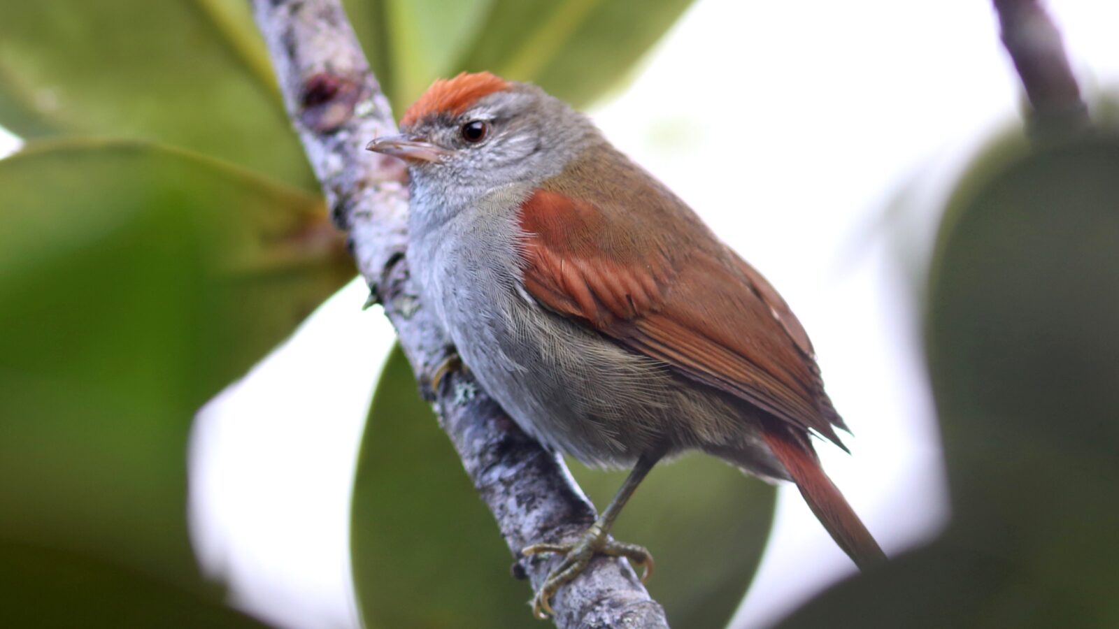 Tepui Spinetail