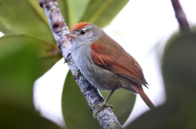 Tepui Spinetail