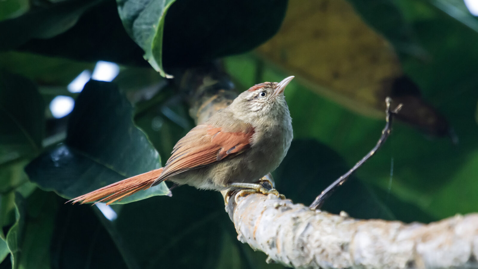 Streak-capped Spinetail