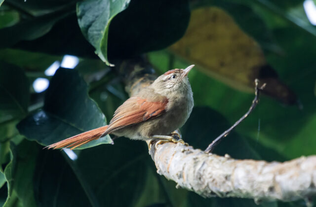 Streak-capped Spinetail