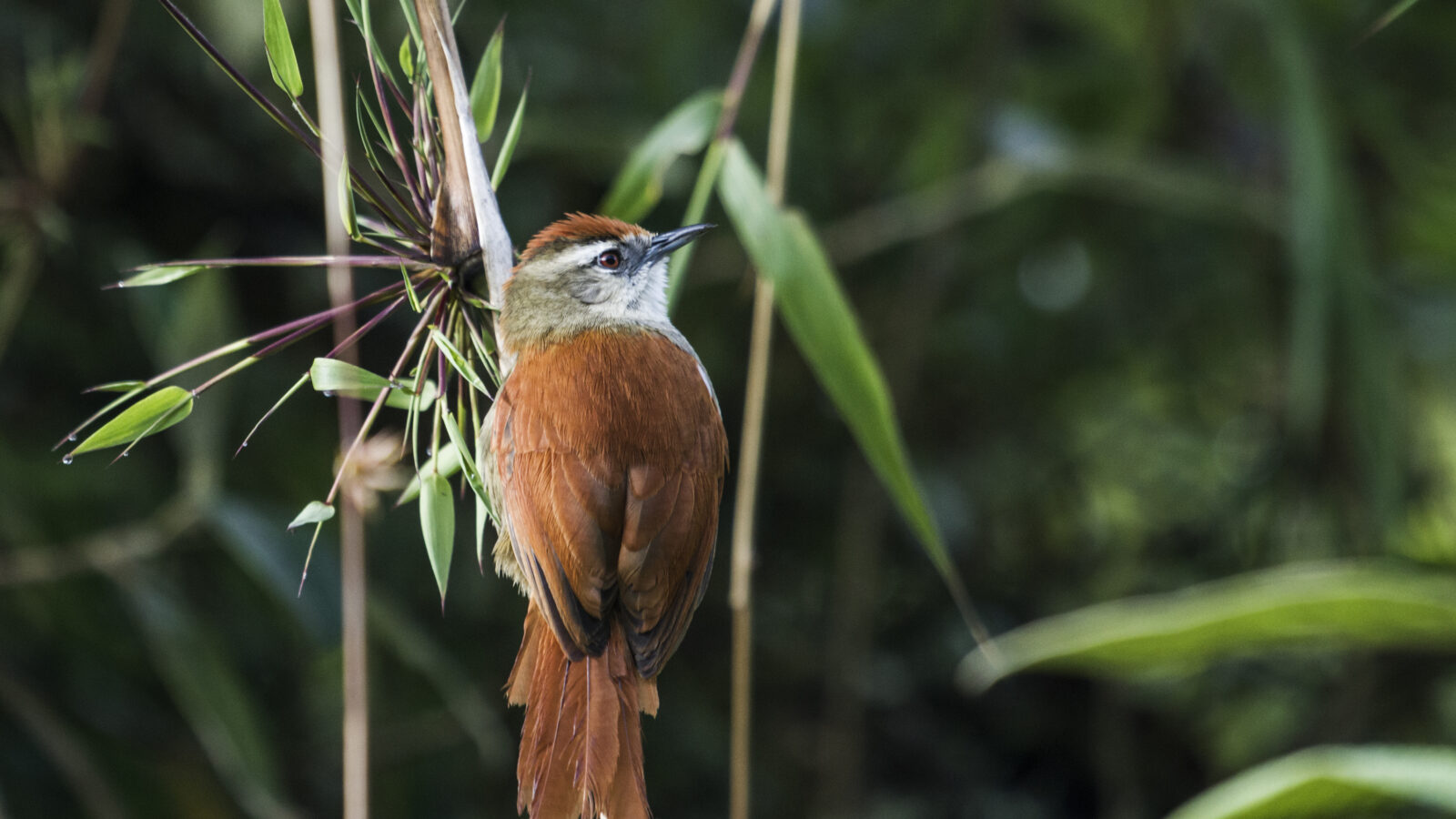 Marcapata Spinetail