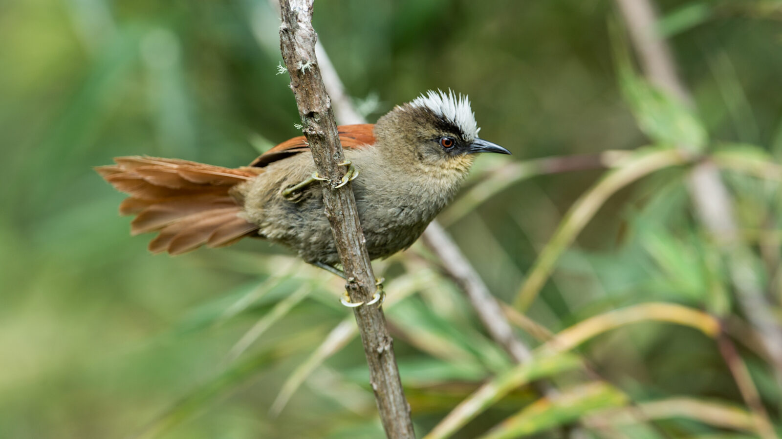 Vilcabamba Spinetail