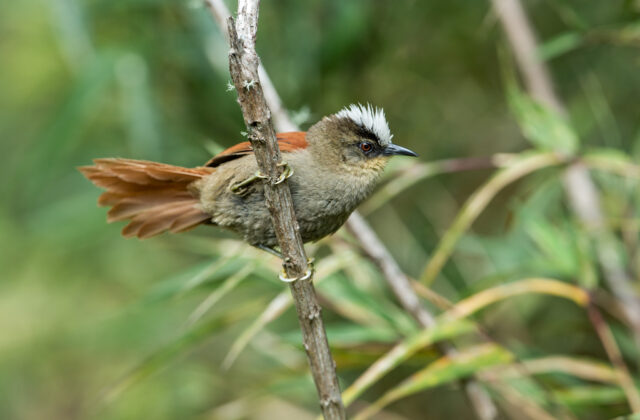 Vilcabamba Spinetail