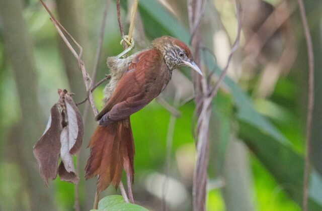 Scaled Spinetail