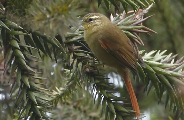 Olive Spinetail