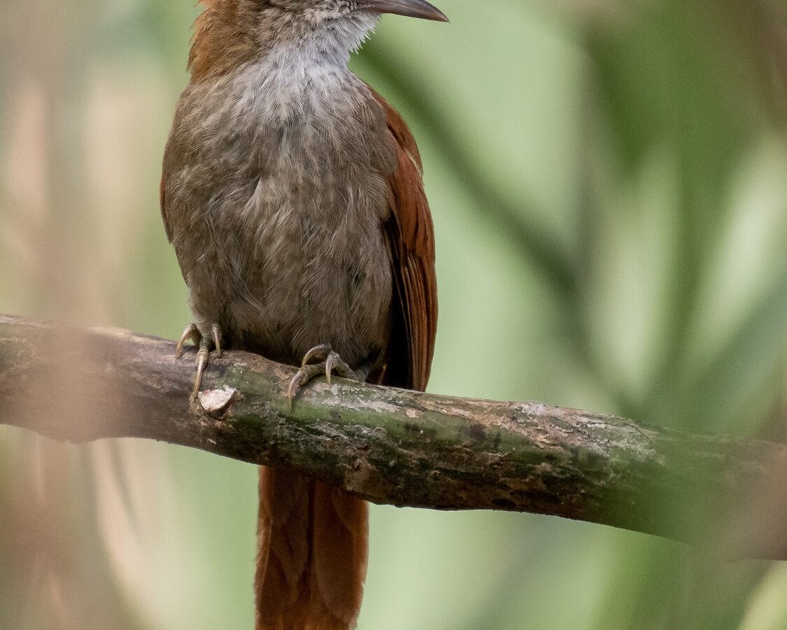 Parker’s Spinetail