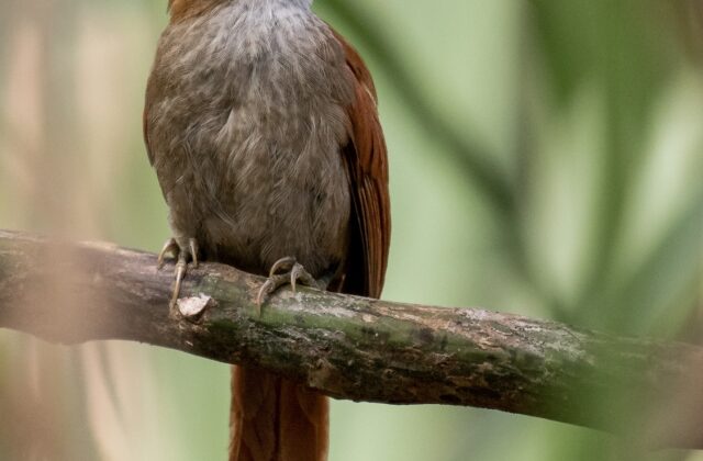 Parker’s Spinetail
