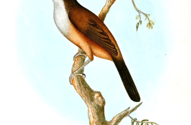 Wayanad Laughingthrush