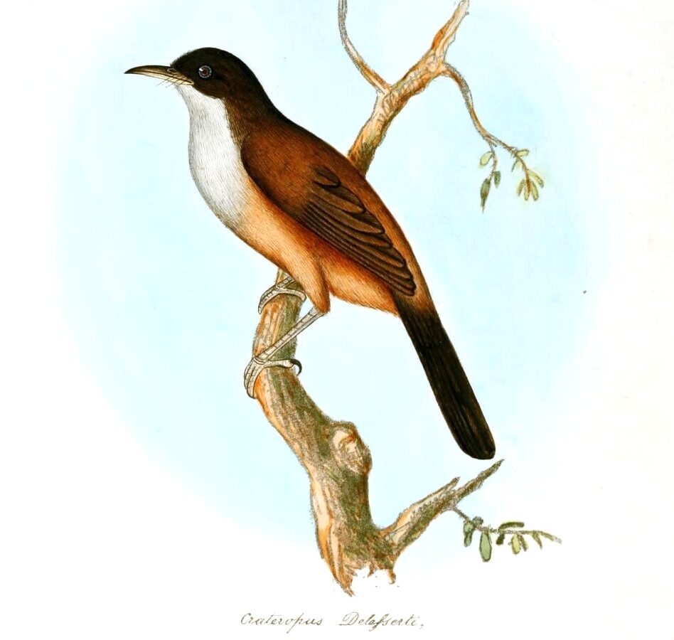 Wayanad Laughingthrush