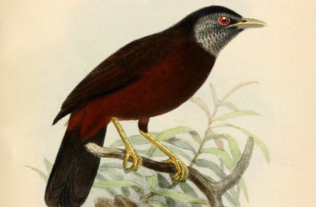 Capuchin Babbler