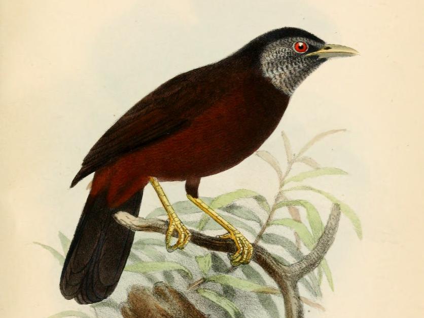 Capuchin Babbler
