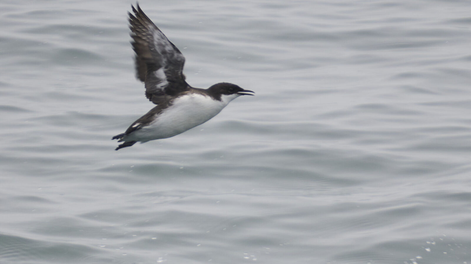 Craveri’s Murrelet