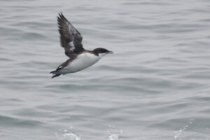 Craveri’s Murrelet