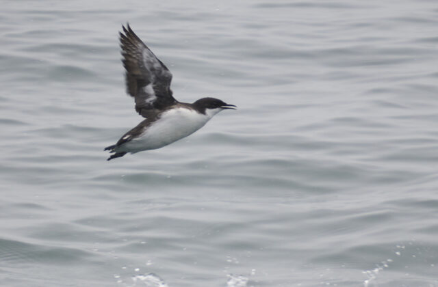 Craveri’s Murrelet