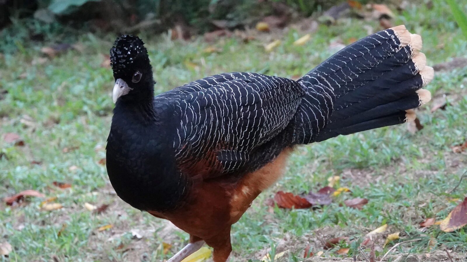 Blue-billed Curassow